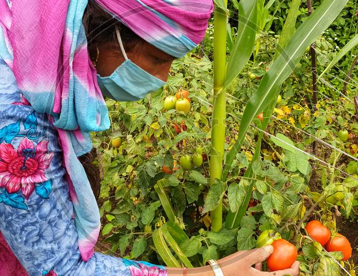 North India - Closeup of a woman farmer harvesting tomatoes from organic farm during coronavirus time