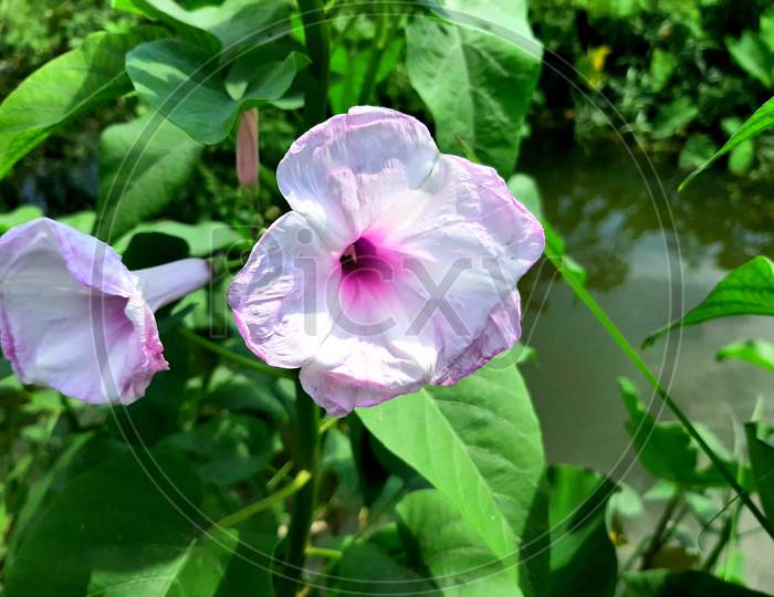 This is a beach moonflower which grows side of beach or canal also its name is beha plant in hindi || click by Flowersxpro || size 4032×3024