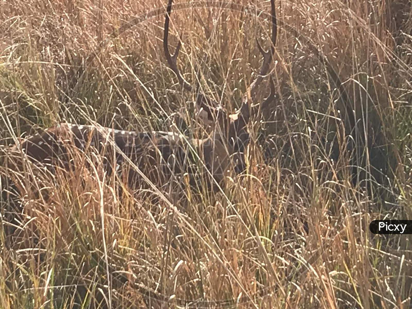 Deer at ranthambore