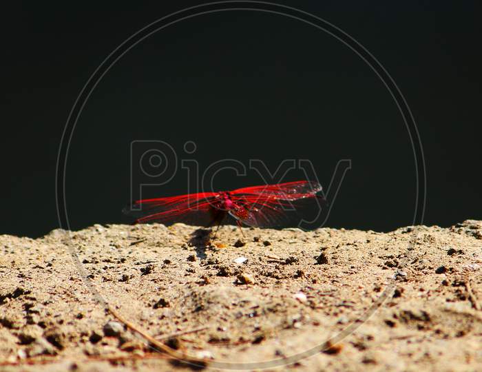 beautiful red dragon fly