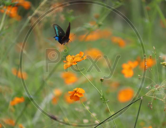 A butterfly hovers over a flower for nectar in Poonch