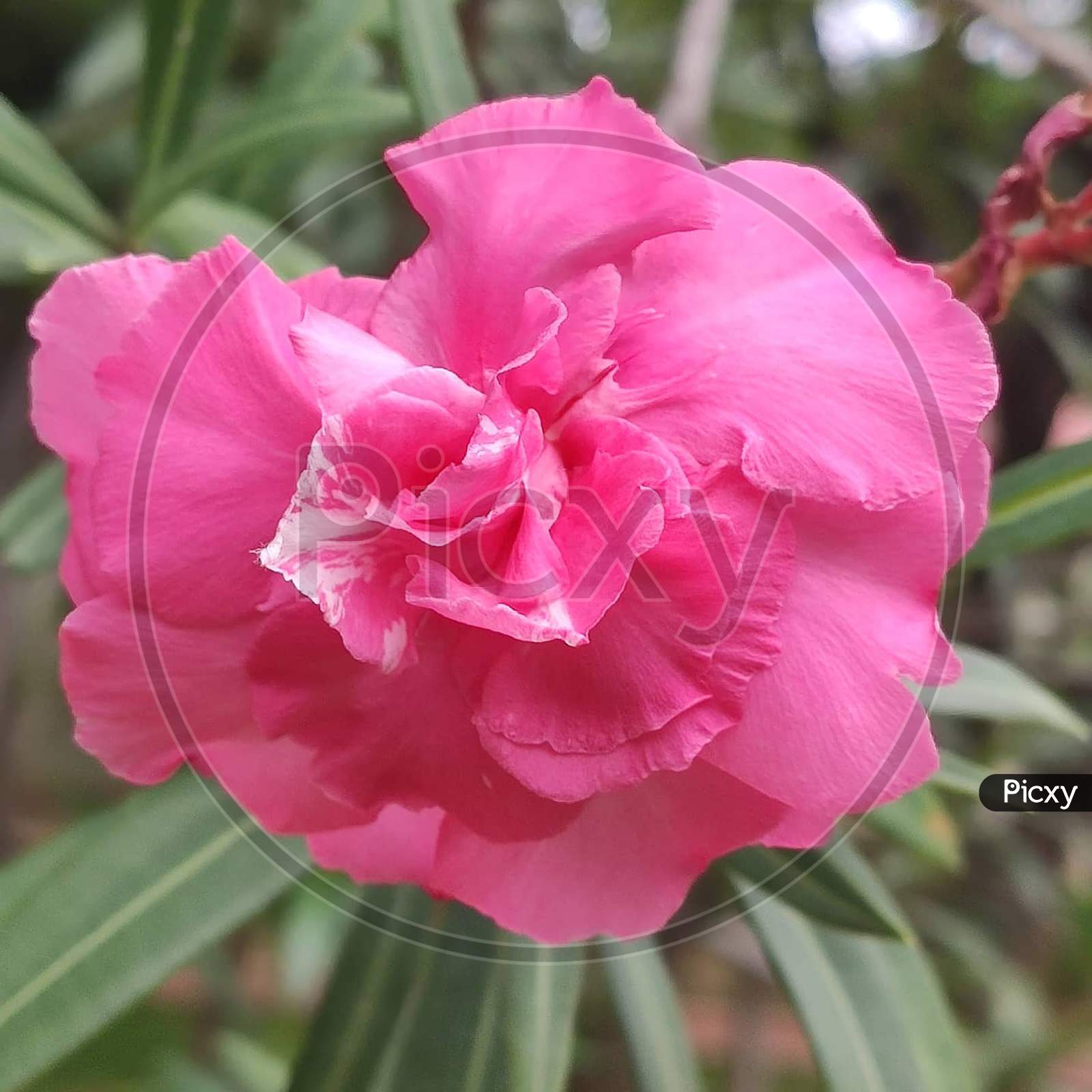 Close-up shot of Pink flower