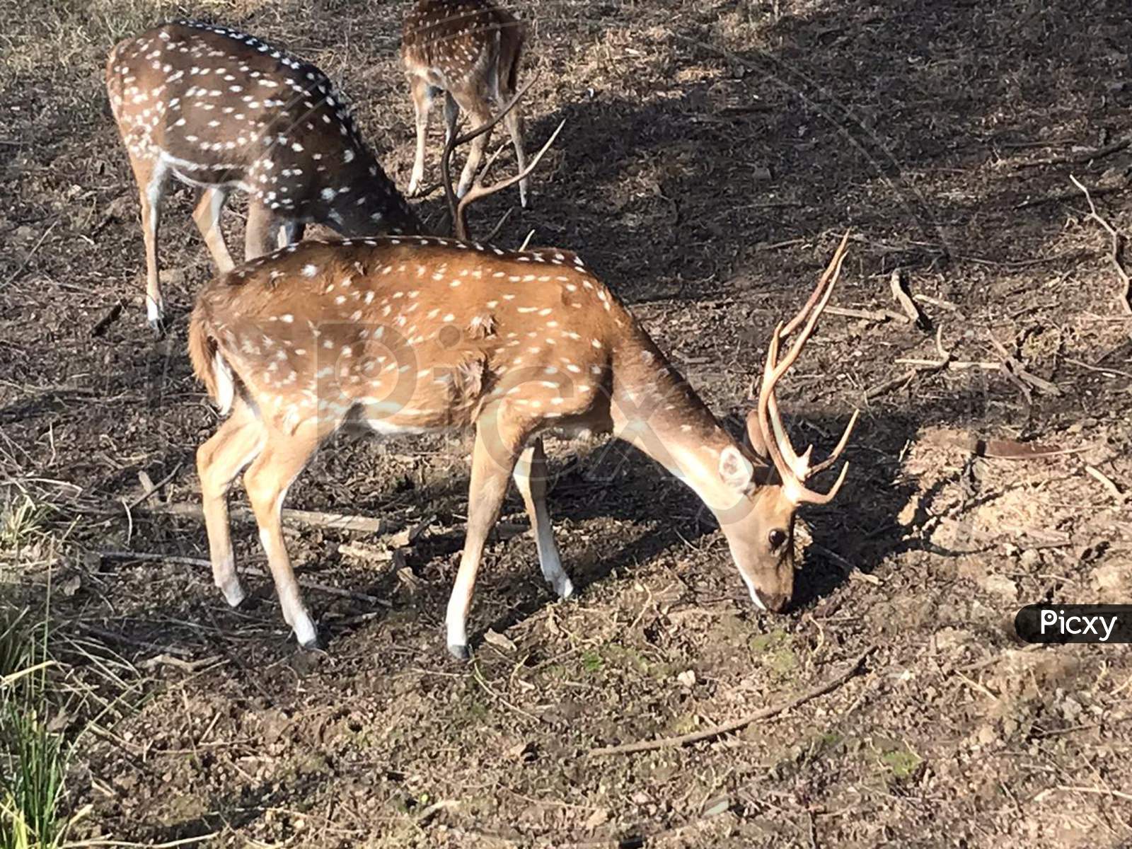 Deer at ranthambore