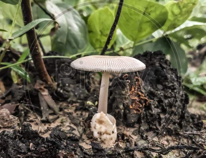 Indian Wild medicinal Mushroom
