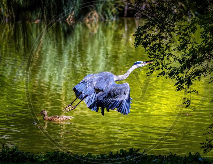 A common grey heron starting at a pond in the so called Palmengarten in Frankfurt at a sunny day in summer.
