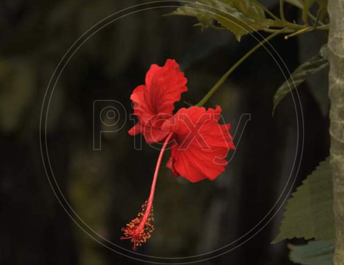 Red colour flower
