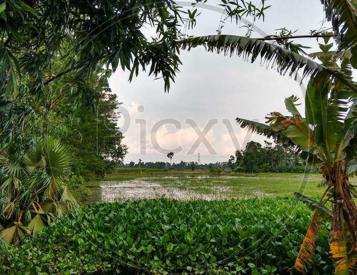 View Of A Flood Affected Paddy Field From The Shore. A Little Palm Tree At Left, Banana Trees At Right, Bamboo Leaves hang from the Top & Common Water Hyacinth At Bottom In Water. Use As A Background Image.