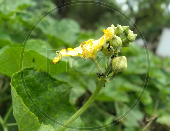 Beautiful closeup gourd flower with ant.
