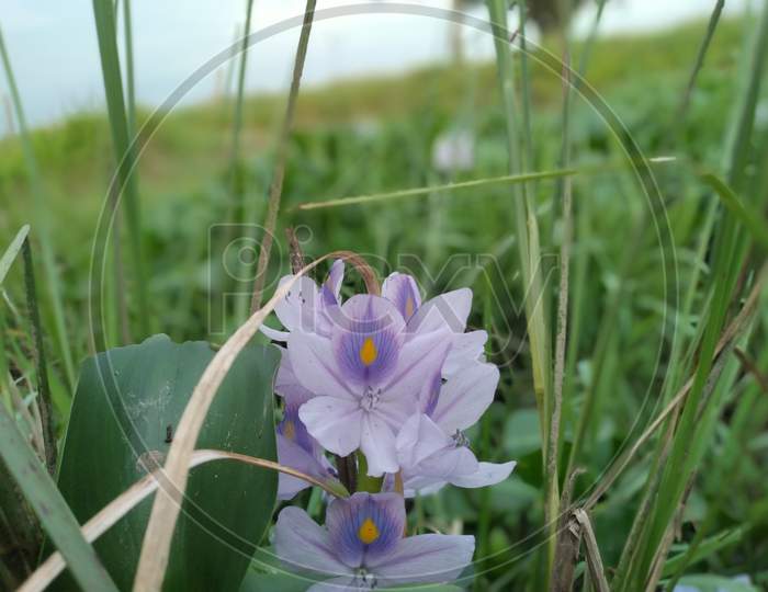 Beautiful water hyacinth flower in India.