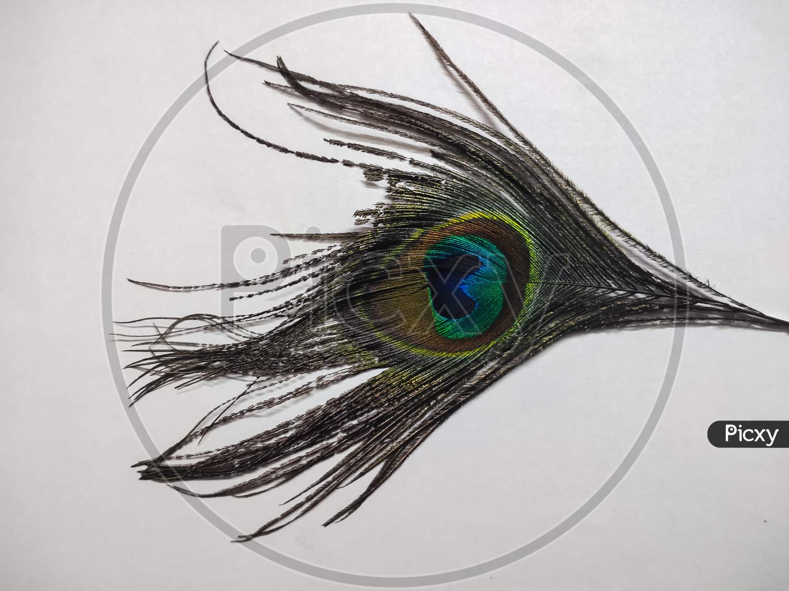 How To Draw A Peacock Feather  Peacock Feather Drawing  Pencil Drawing   YouTube  Feather drawing Peacock feather drawing Peacock wall art