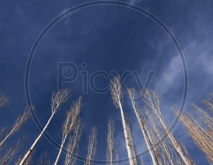 Willow And Poplar Trees In A Sunny Day In Autumn In Leh Ladakh