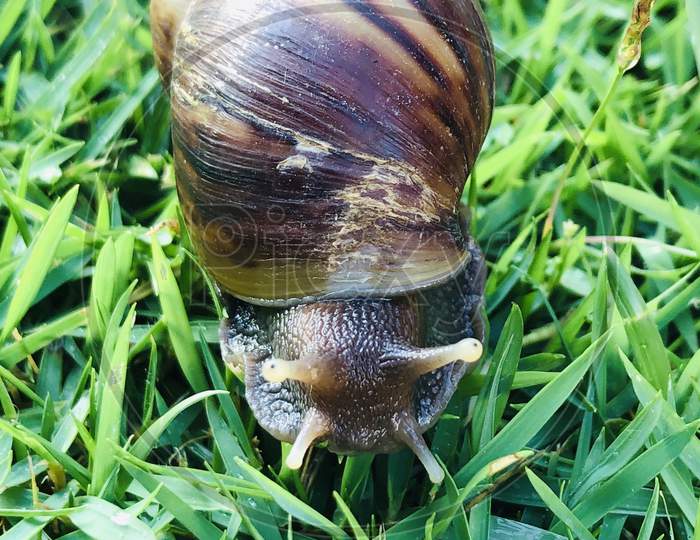 Snail on Grass Bed
