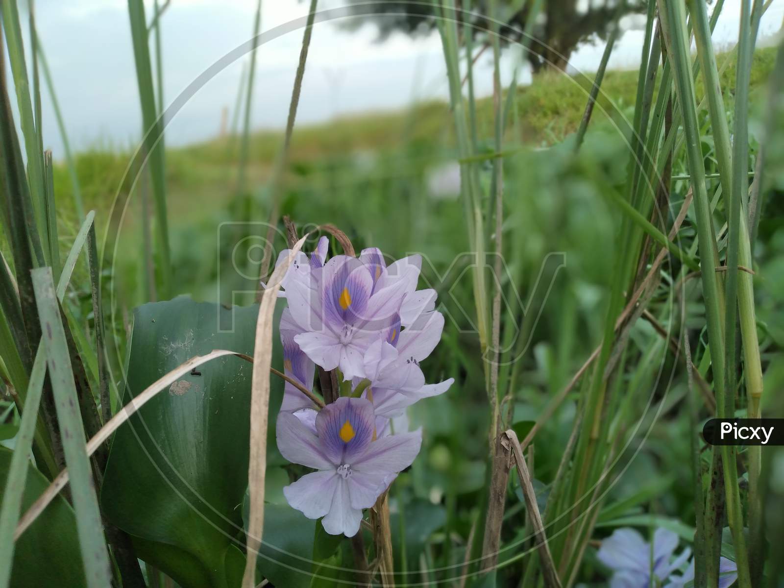 Beautiful water hyacinth flower in India.