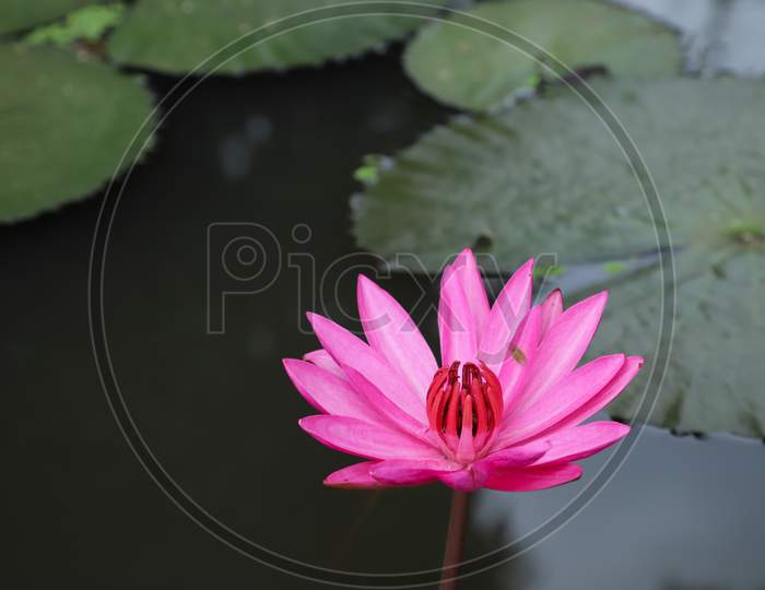 Water lily flower.