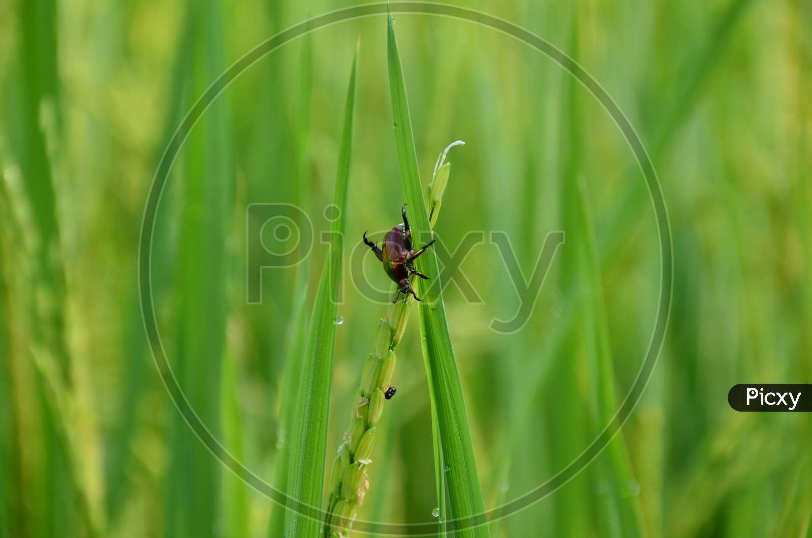The Small Orange Color Weevil Insect Hold On Paddy Plant Leaves.