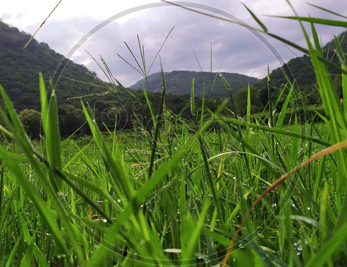 Green grass and hills