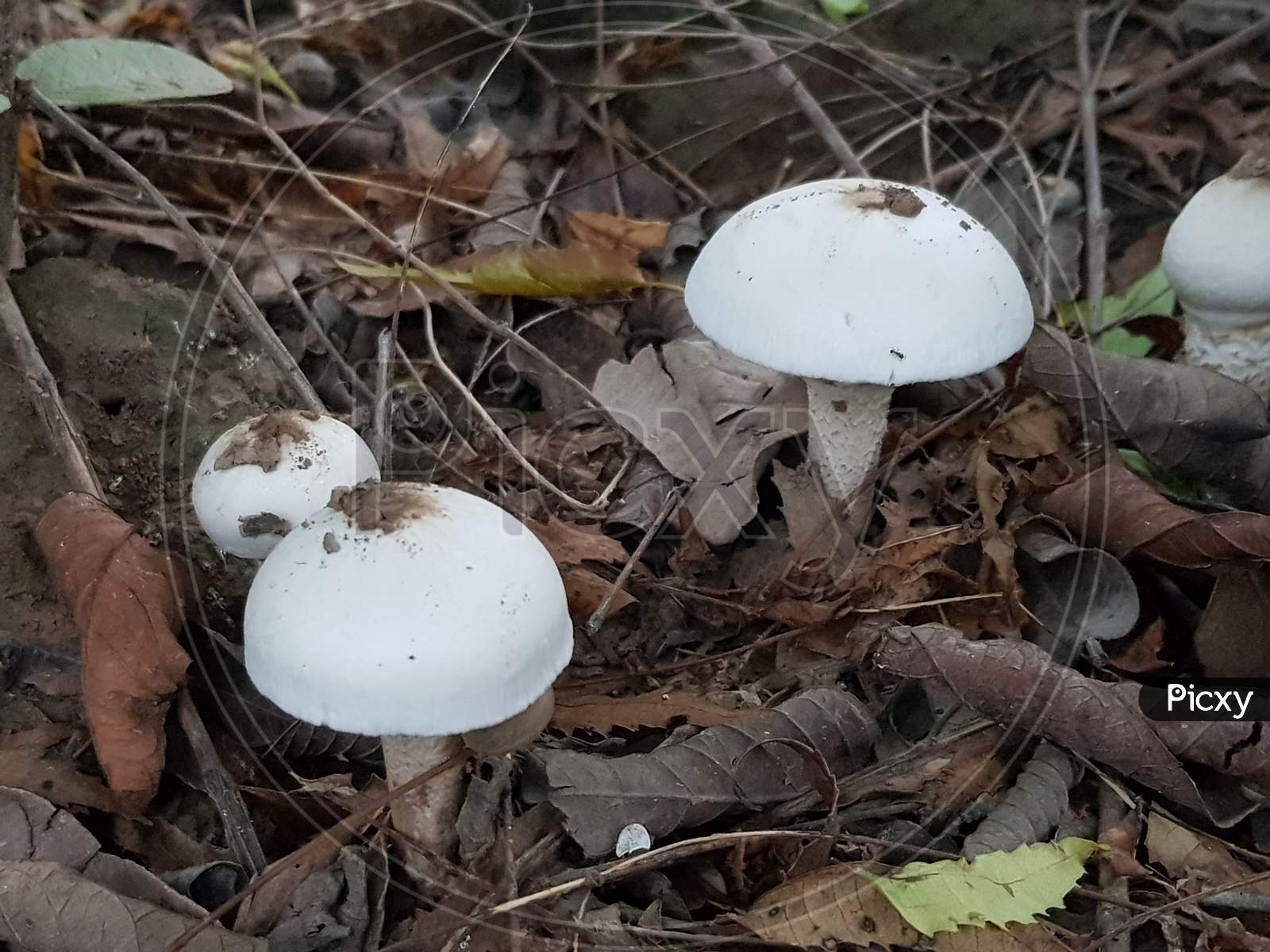 Champognon white mushroom with dry leaf