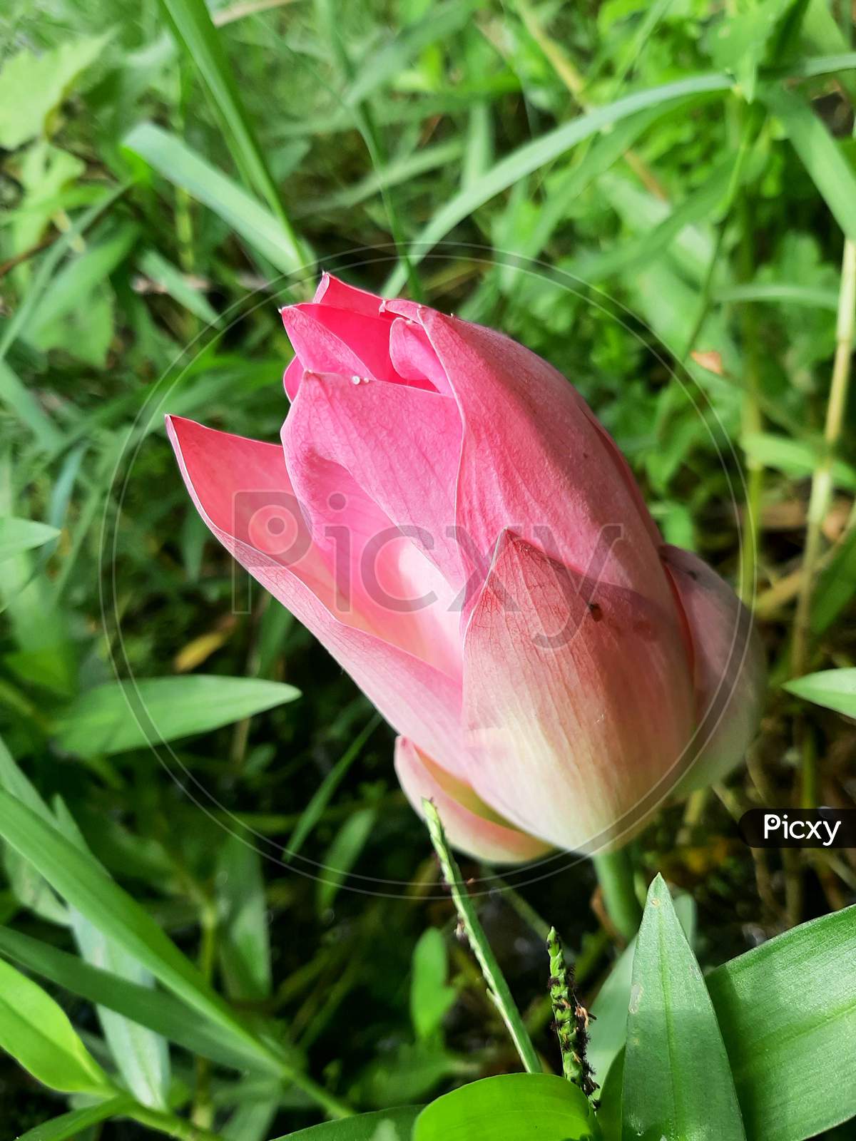 Image of This a closed lotus flower White and Pink lotus flower