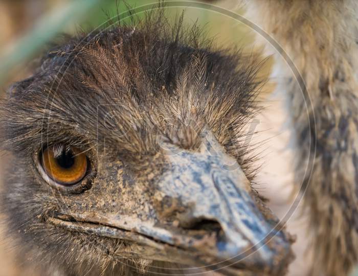 Close view of Emu 's eye