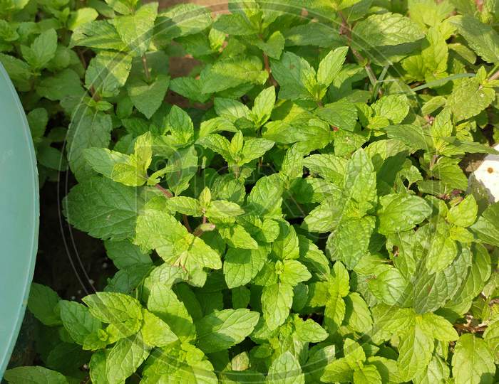 House Garden Mint Leaf