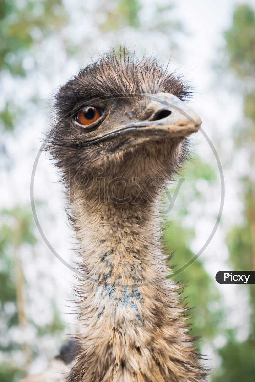 Emu bird portrait from the front