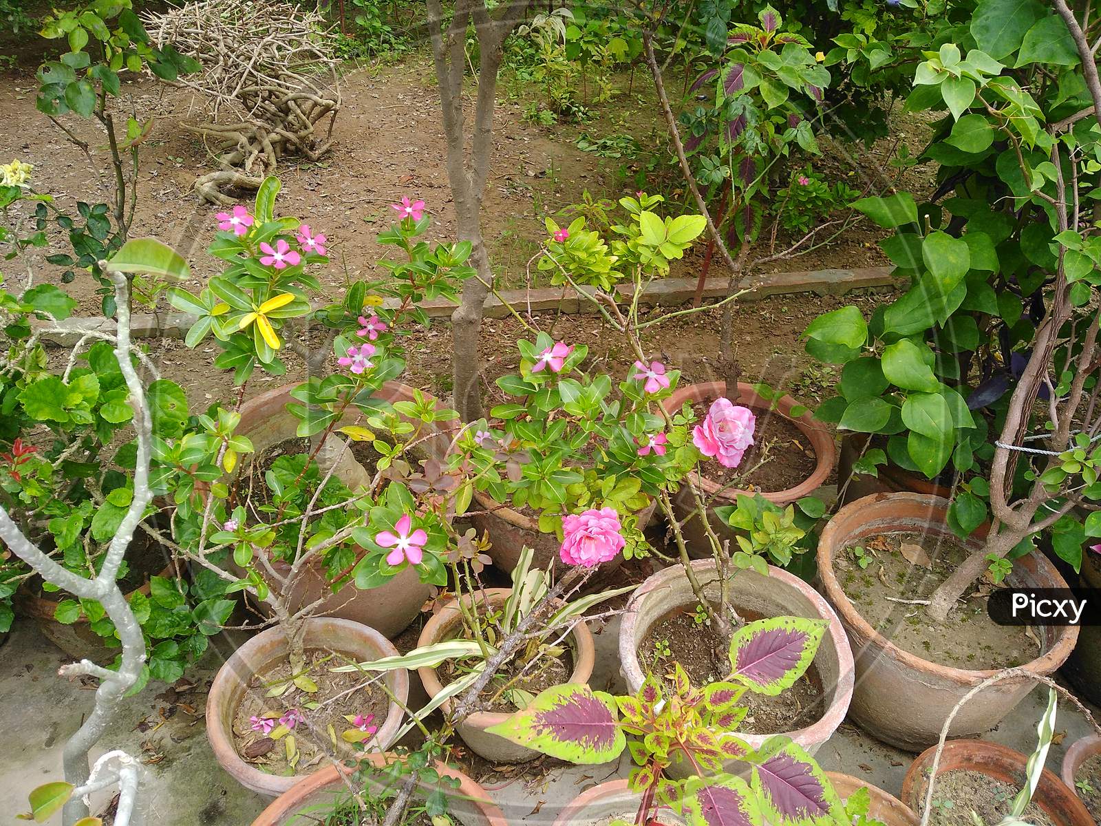 Plants in the Nursery