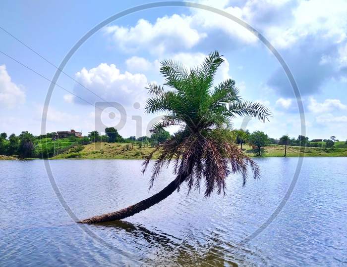 Date palm tree in the pond.