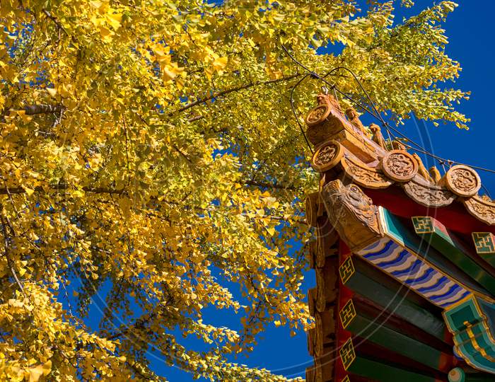 Yellow Ginkgo Tree Leaves And Details Of The Traditional Chinese Roof In Beijing