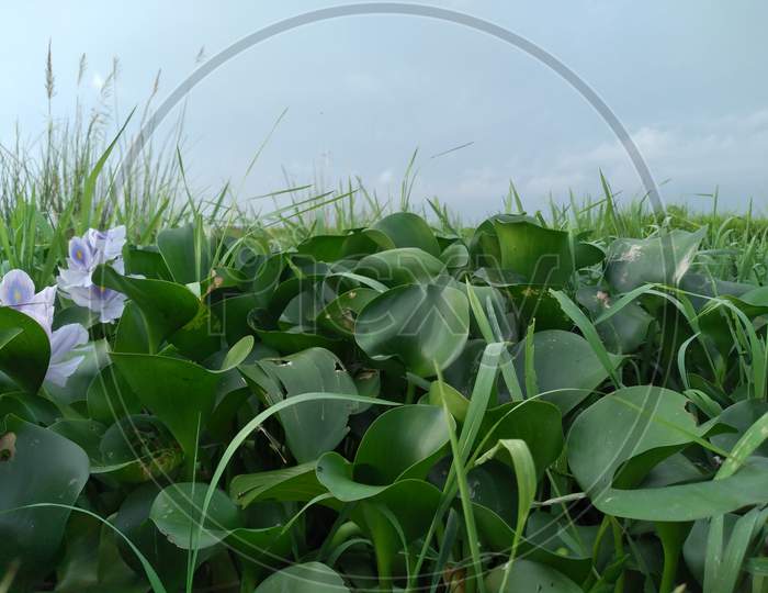 Water-hyacinth in India village pond.