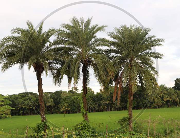 Three Palm tree in a line