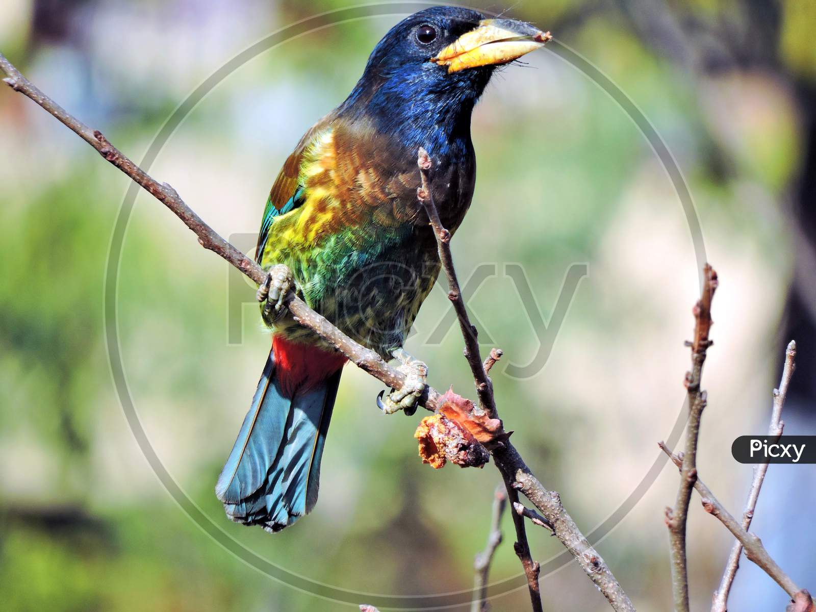 The great Indian Barbet,