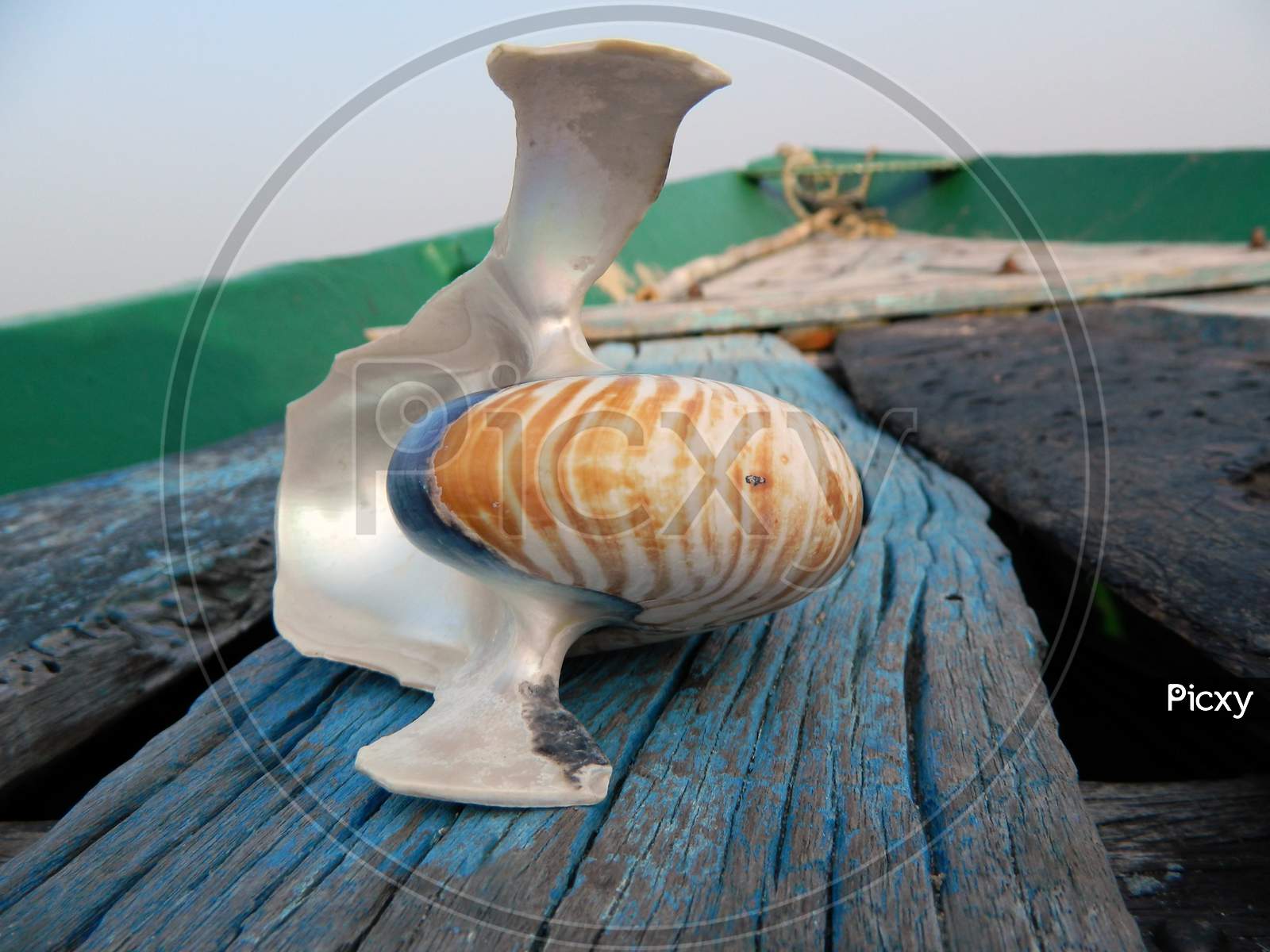 A very strange broken sea-shell put on a boat in Chilika Lake, Odisha