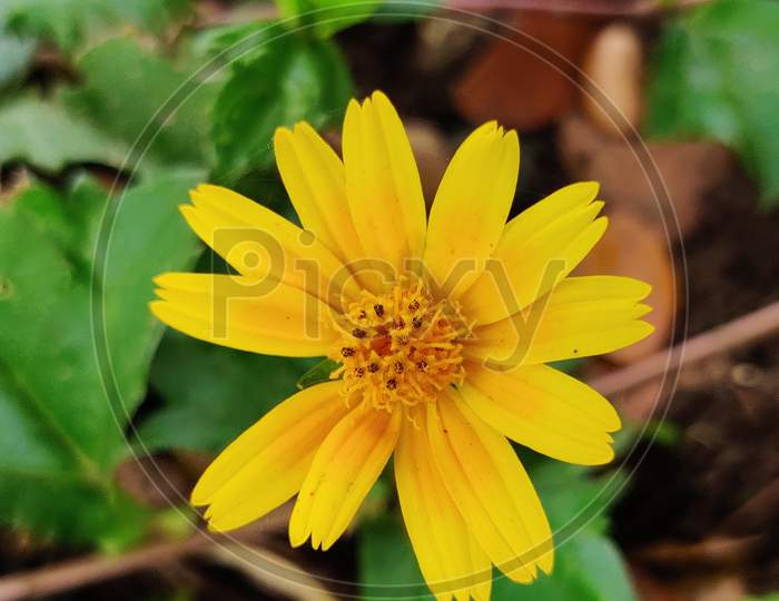 Yellow little flower