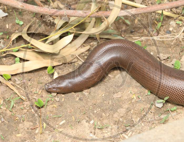 indian sand boa snake Crawling on the ground