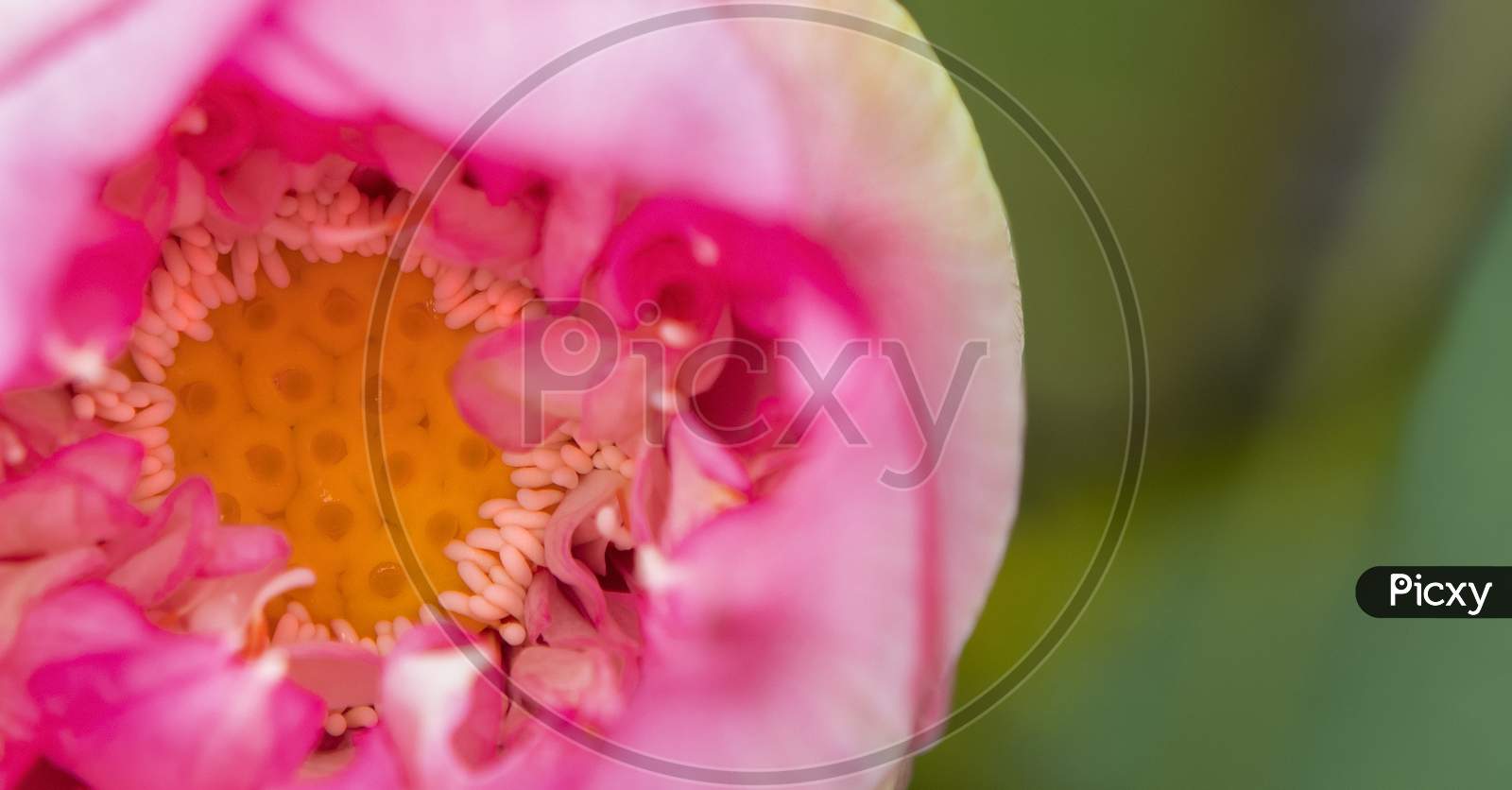 Pink Petals Of Lotus In A Beautiful Pattern In A Green Background