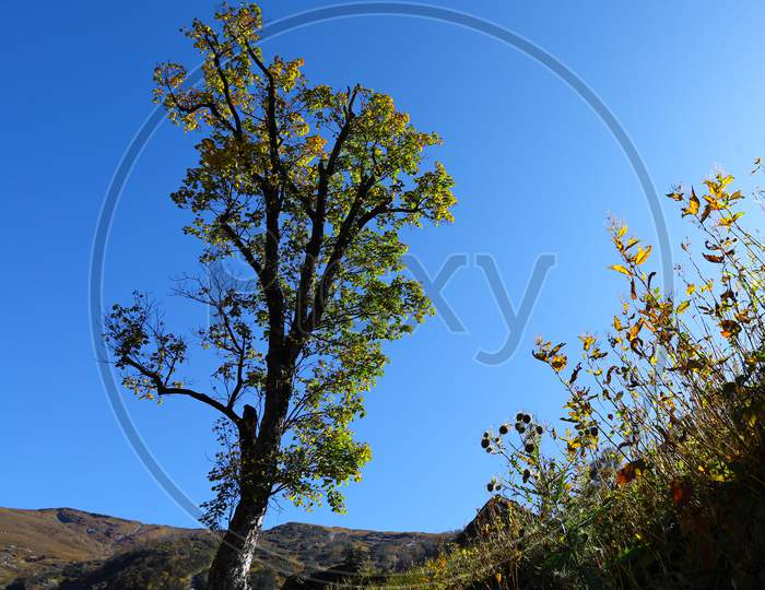 A Lonely Tree On Himalaya In Autumn