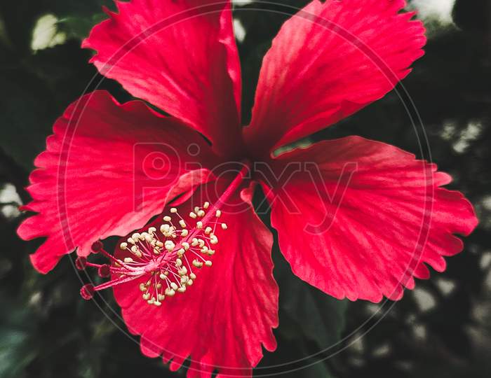 Red flower, macro flower hibiscus