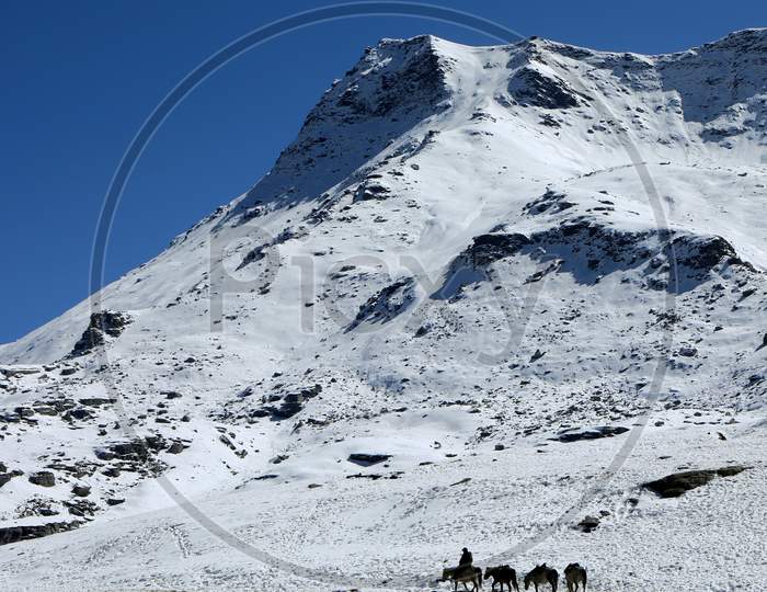 Snow Covered Rohtang Pass At 14,000 Ft. with horses going towards glacier