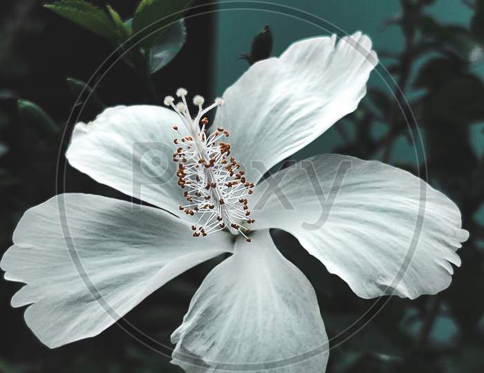 White hibiscus, macro, flower