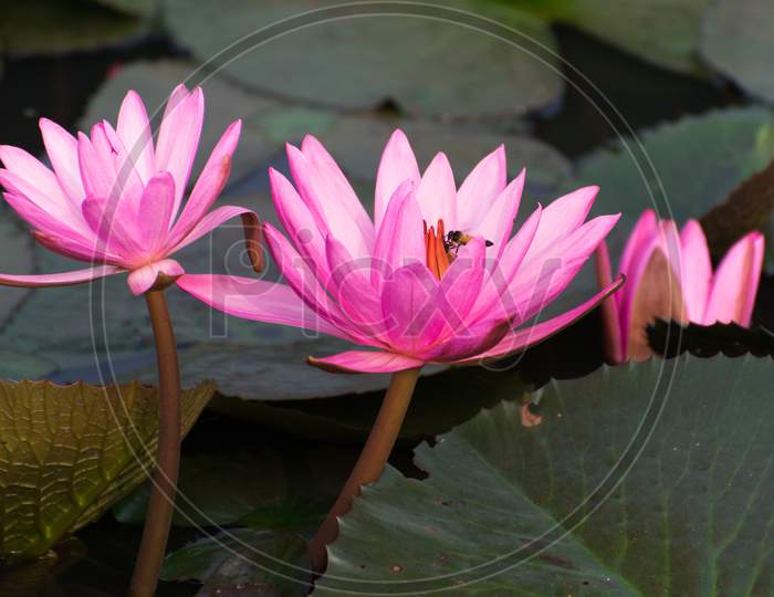 Beautiful pink water lily flowers