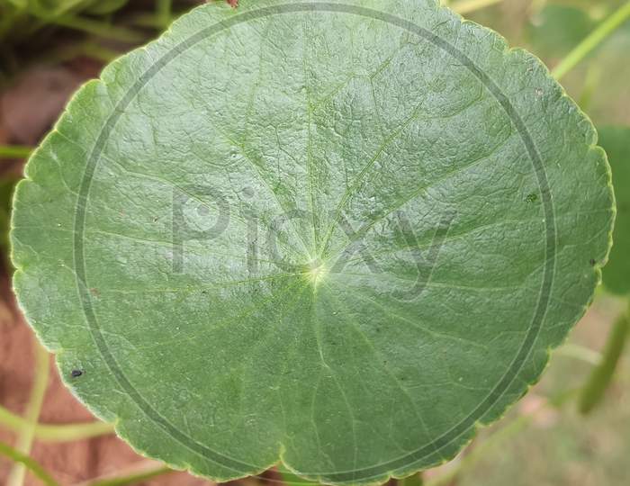 Green circle leaf
