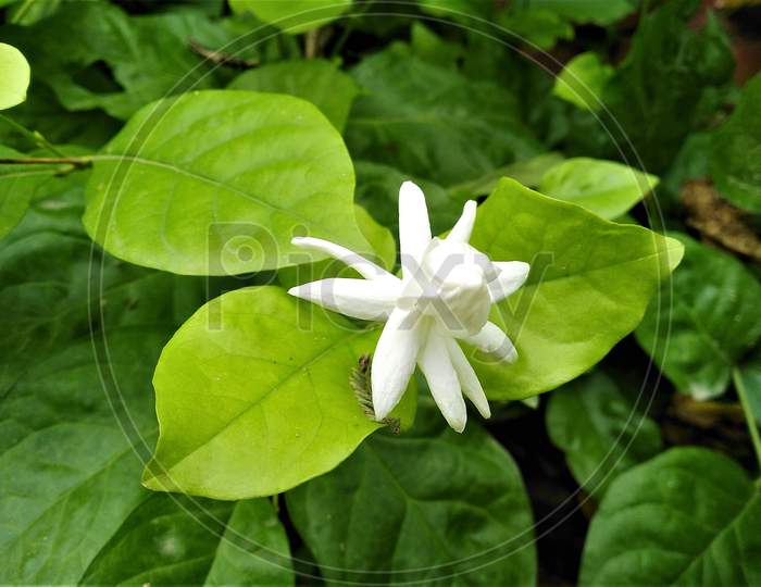 White Jasmine Flower With Leaves