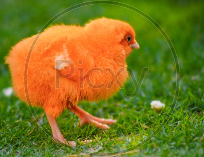 Close up adorable orange liitle chicken in the garden Beautiful orange feather of the chick and smart action of it