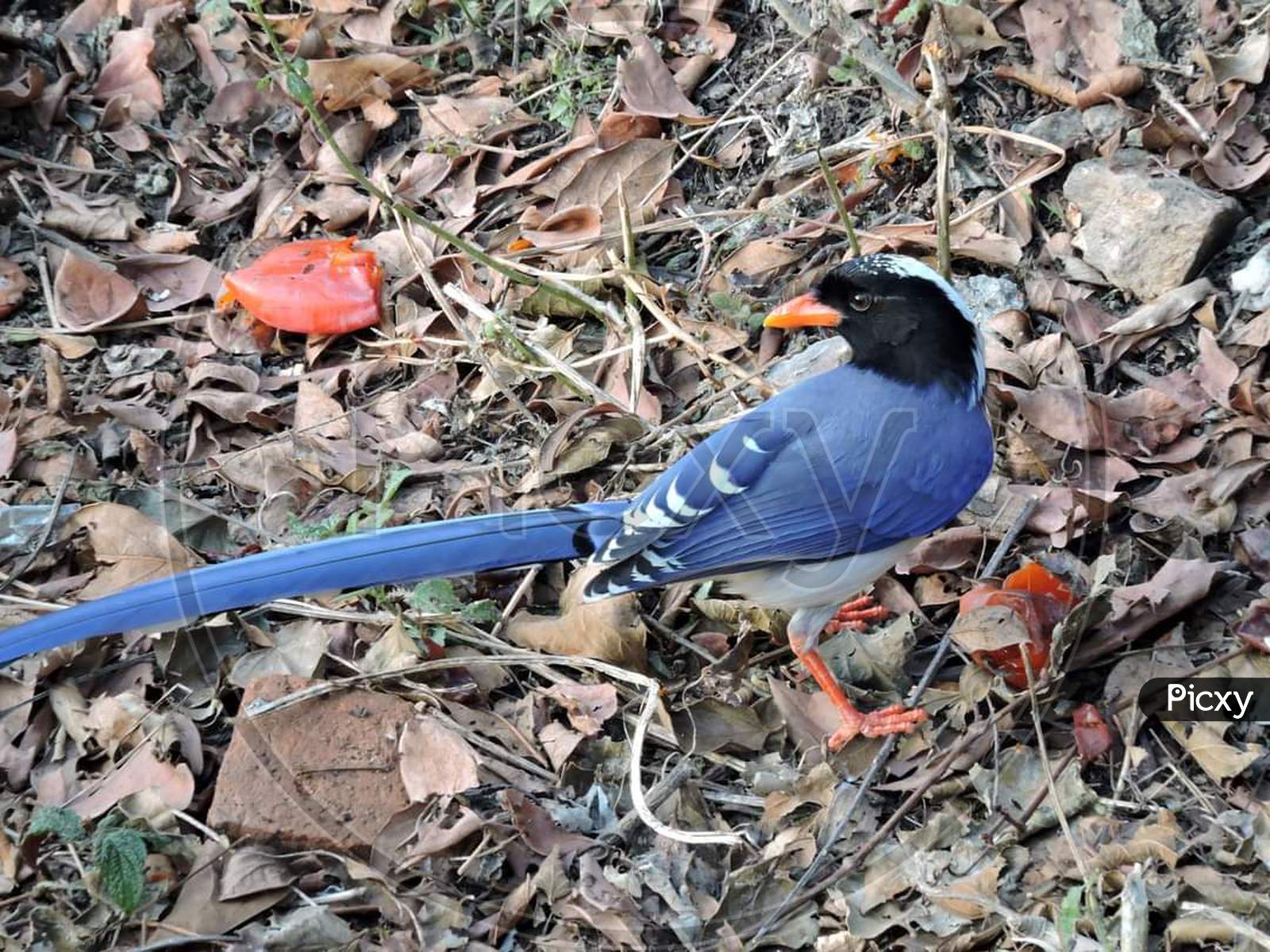 Bird, natural habitat, blue Magpie