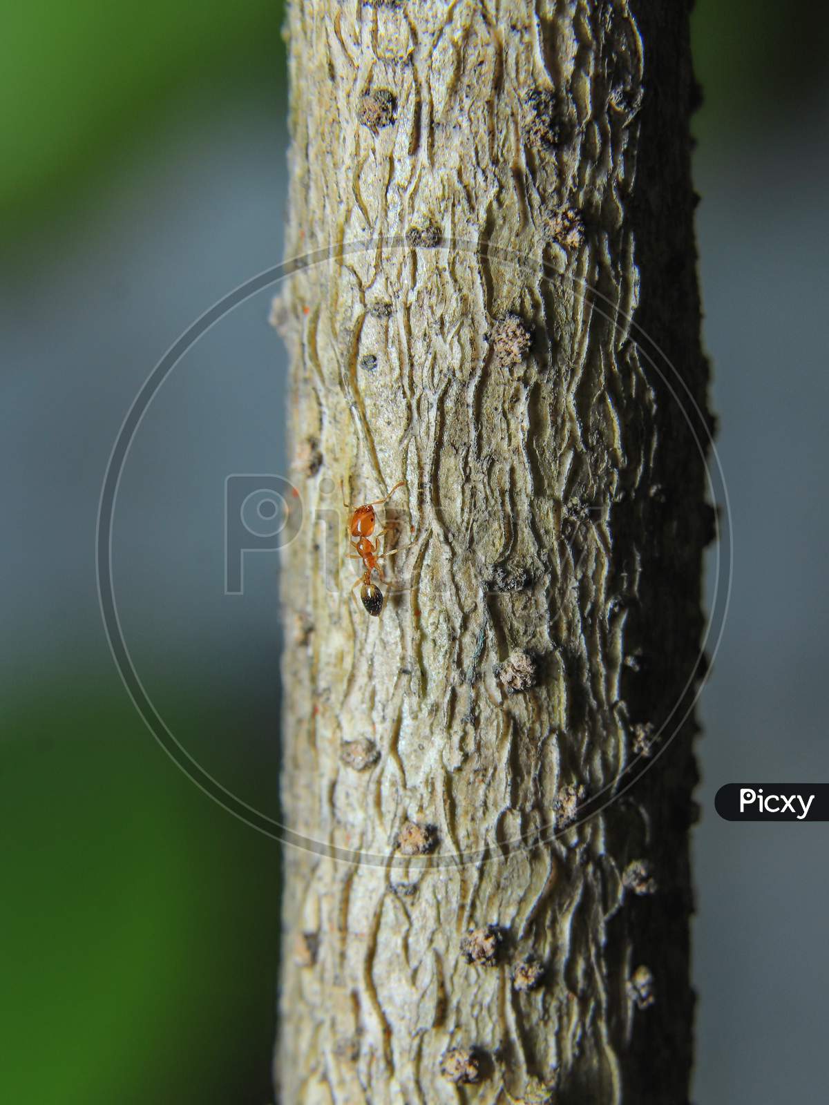 Small Red Ant Climbing On A Tree Macro Photography