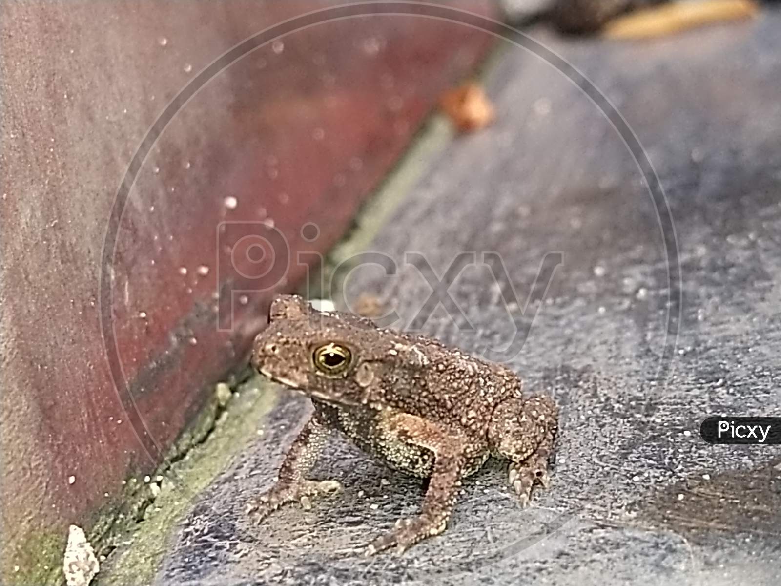 Little toad