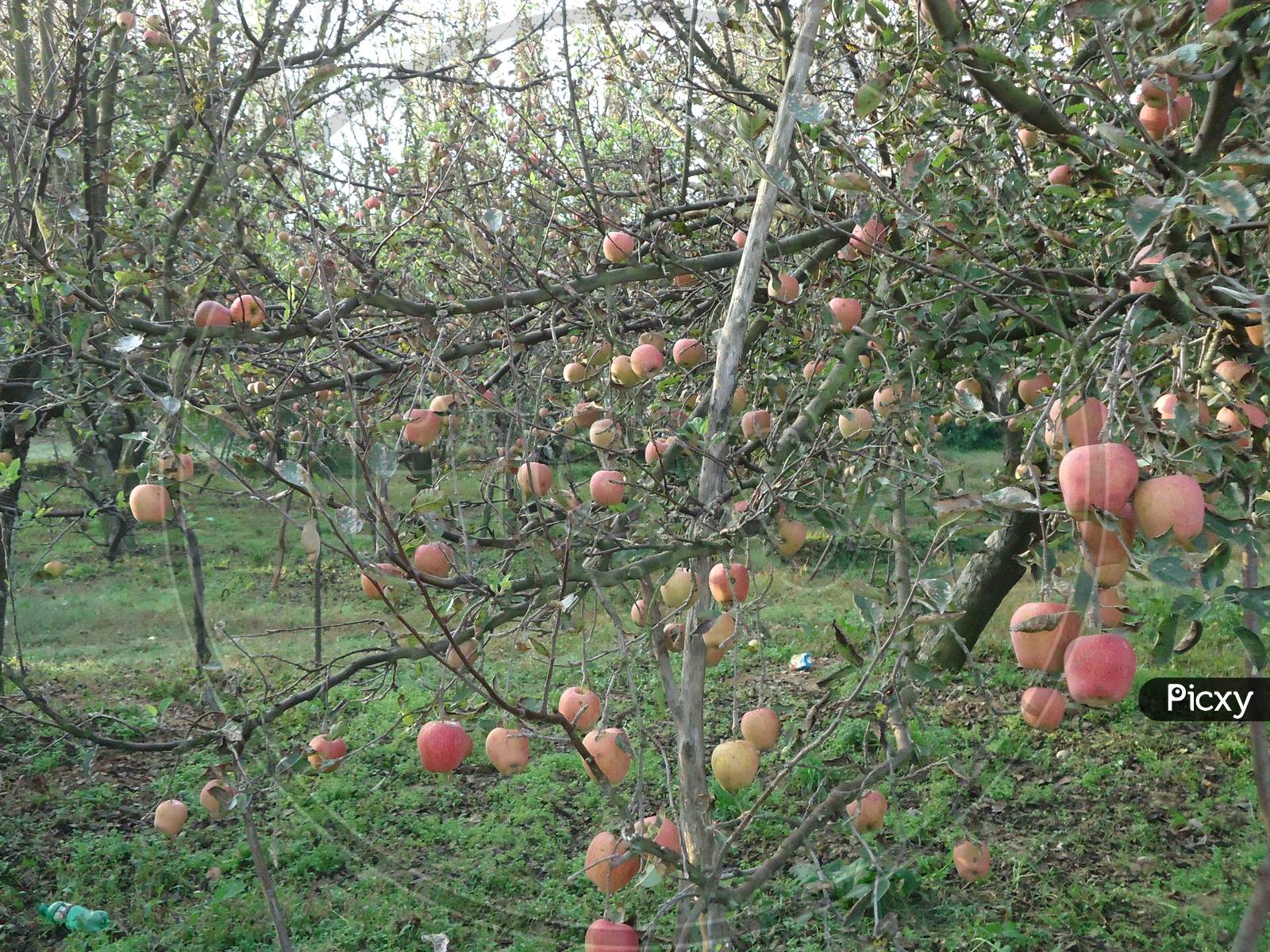 apple tree images in kashmir