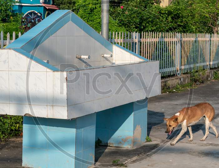 A Thirsty Dog Wandering In Search Of Water In The Scorching Heat Of Summer
