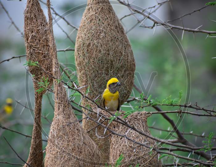 Beautiful yellow bird with nest.