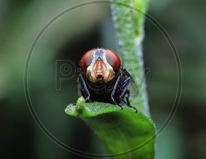 Fruit Flies Sit On A Leaf Close Up Stock Photo